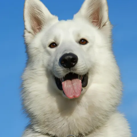 Mavi gökyüzünde dilini çıkarmış beyaz bir köpek